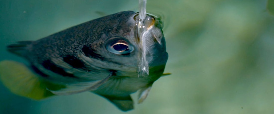 Fisken med otrolig skottprecision