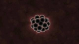 Vad embryon kan berätta för oss om evolution