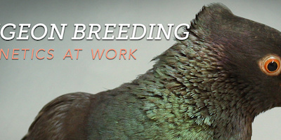 Tips: Learn genetics