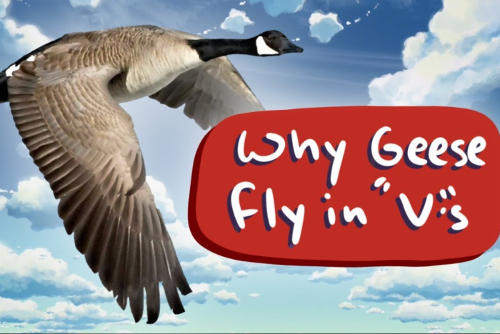 Varför flyger gäss i V-formation?