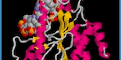 Prov 2009-12-15 i Nukleinsyrornas struktur + DNA-molekylens syntes