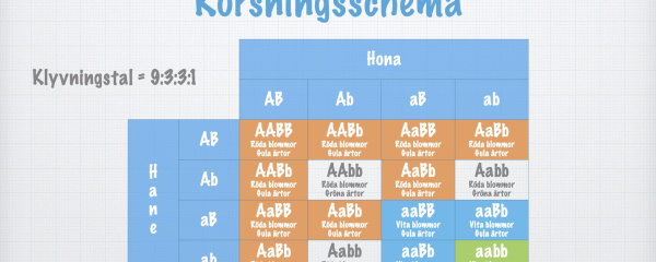 Dihybrid klyvning