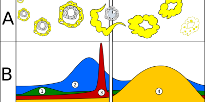 Varför ska biologilärare undervisa om relationer, identitet och samtycke …