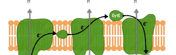 Cellandningen (Biologi 2)