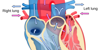 Människans cirkulationssystem. Hjärta, blodkärl och blodtryck