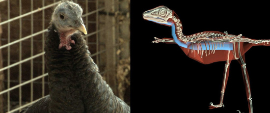 Crouching turkey, hidden dragon