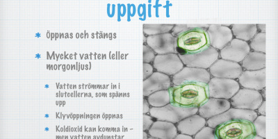 Bladets uppbyggnad och funktion