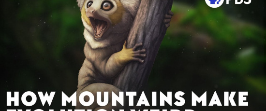 Bergs märkliga effekt på evolution