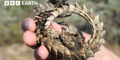 Varför solbadar ödlor?