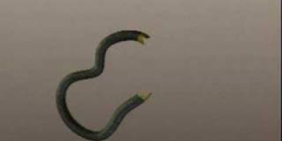 Hur man gör rekombinant DNA