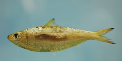 Osynliga fiskar bryter mot fysikens lagar