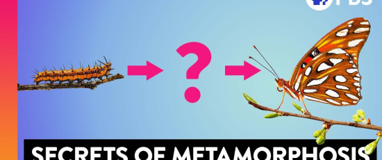 Sanningen om fjärilarnas metamorfos