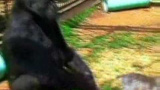 Koko och katten 