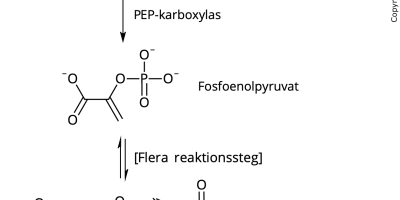 Glukoneogenes och fettsyrasyntes