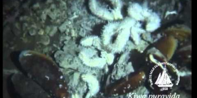 Yeti-krabbor odlar sin egen mat