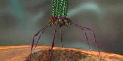 Bakteriofag T4 infekterar en bakterie