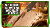 Varför har kycklingar både mörkt och ljust kött?