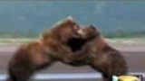 Grizzly­björnar som brottas