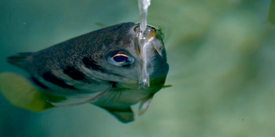 Fisken med otrolig skottprecision