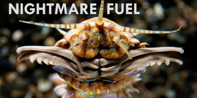 Bobbitmaskar: Vad mardrömmar är gjorda av