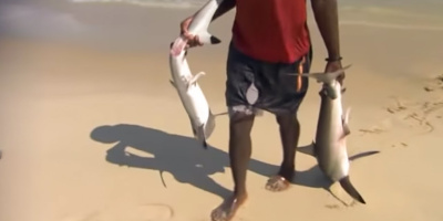 Sugen på hajfenssoppa?