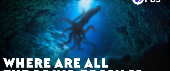 Var är alla fossil från tioarmade bläckfiskar?