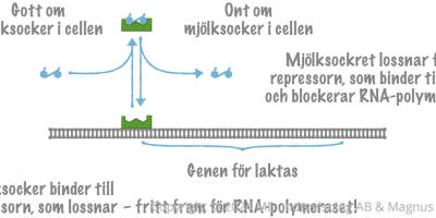 Hur protein­syntesen regleras