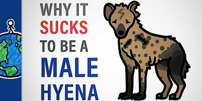 Varför det suger att vara hane om man är en hyena