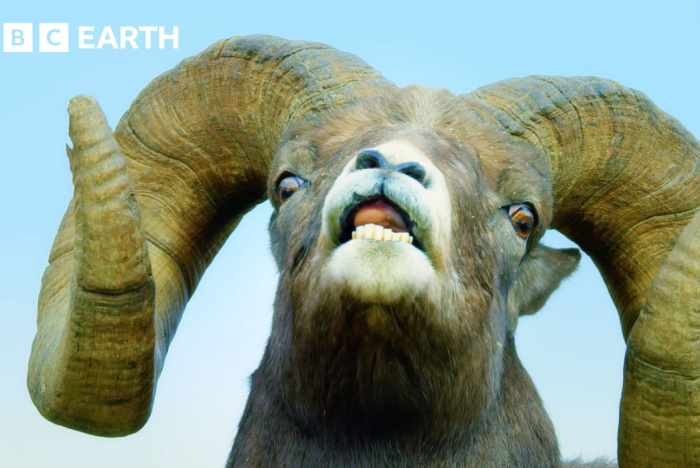 Intensiv strid mellan tjockhornsfår