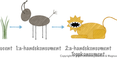 Näringskedjor och näringsvävar