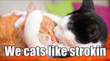 Y doez LOL cats liek a stroke?