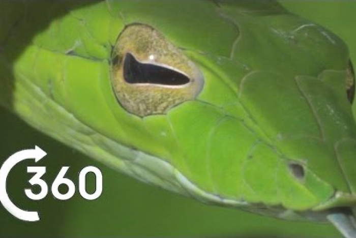 Costa Ricas djungel i 360°