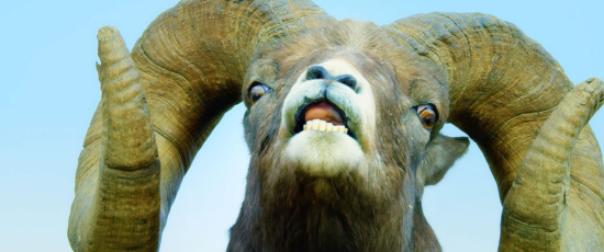 Intensiv strid mellan tjockhornsfår