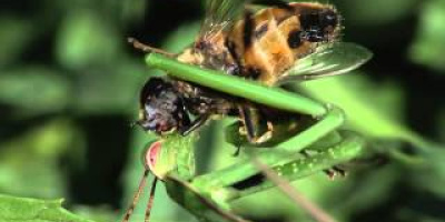 Se hur en bönsyrsa äter en levande blomfluga – huvudet först!