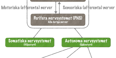 Nervsystemets funktionella indelning