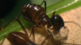 Den här växten slukar 6000 insekter per timme