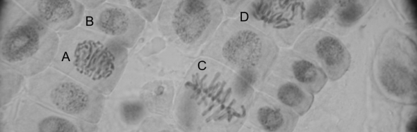 Prov 2001-05-08 i Cellbiologi och Cellgenetik för Nv2M