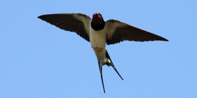 Konvergent och divergent evolution