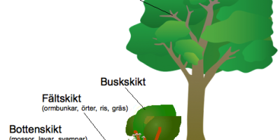 Skogen som ekosystem (NkA)