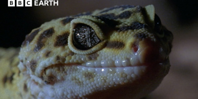 När könet bestäms av temperaturen