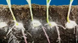 Time-lapse av majsgroddar