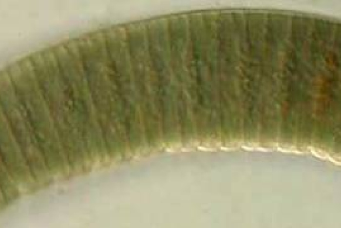 Vackra cyanobakterier
