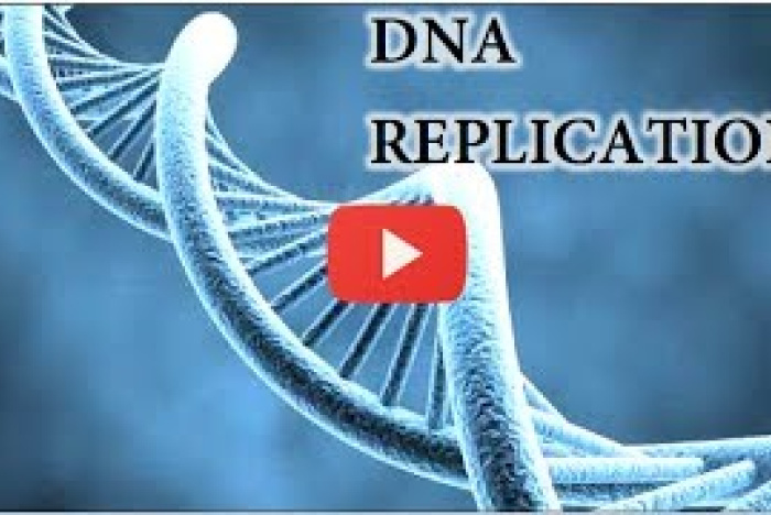 Hur DNA replikeras (kopieras)