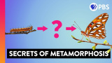 Sanningen om fjärilarnas metamorfos
