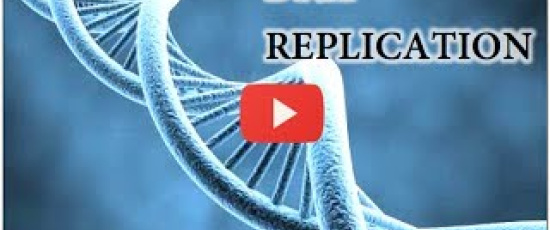 Hur DNA replikeras (kopieras)