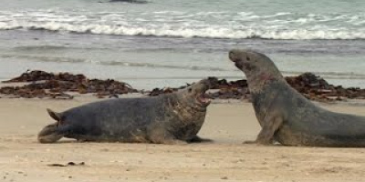 När två sälhanar möts: Ett slagsmål på liv och död