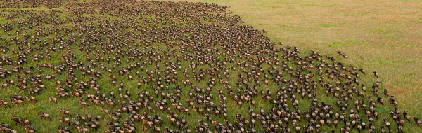 Evolutionärt stabila strategier. Social organisation