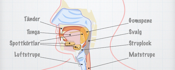 Maten i mun och svalg