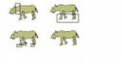 Rätt och slätt del 6: Naturligt urval