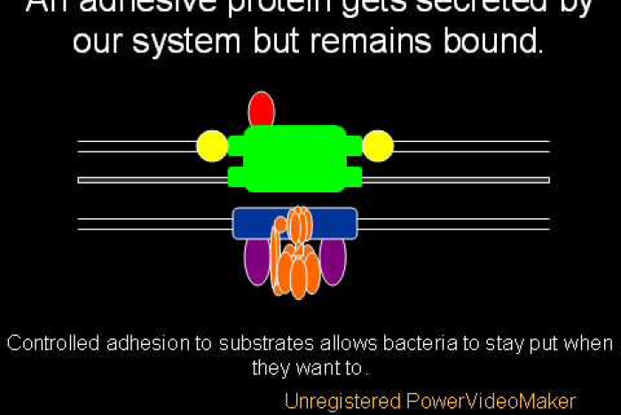 Flagellens evolution